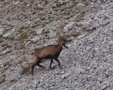 DSC00224 Chamois des balkans