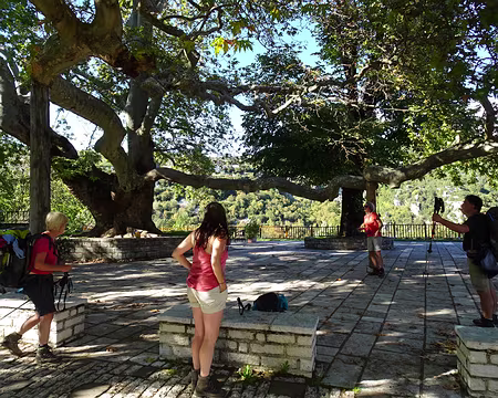 DSC00294 Platane de 600 ans (Vitsa)