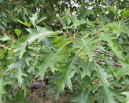 020 Chêne d’Amérique