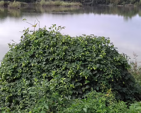 023 Houblon au bord de l’étang