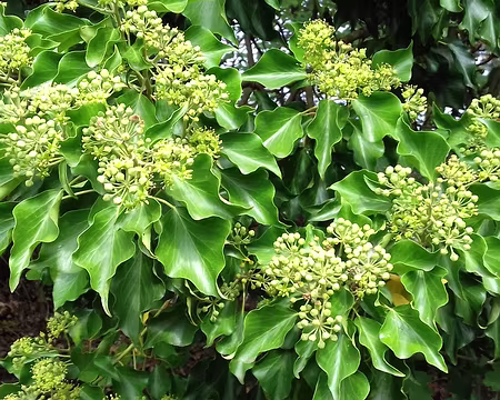 026 Fleurs de lierre