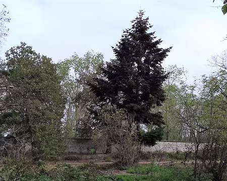 027 Le mur d’enceinte de l’ancienne forêt royale