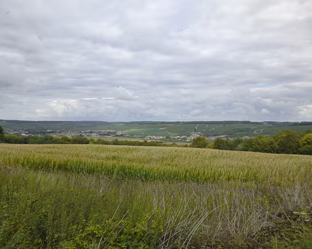 P1130076 Coteaux champenois