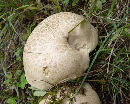 P1130078 Coulemelles