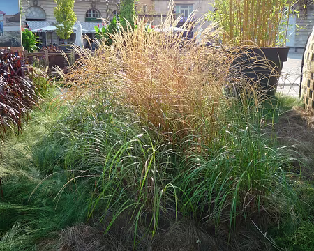 10 Jardin éphémère sur la place Stanislas