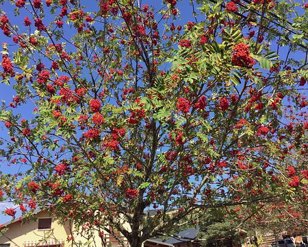 P31b Dans la Vallée du Bonheur
