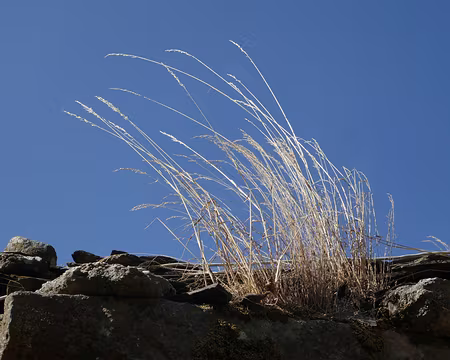P32 À la Baraque Vieille
