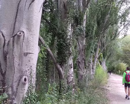 009 aujourd’hui bordé de grands arbres
