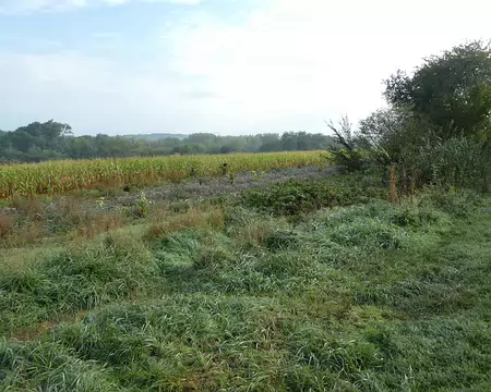 009 Rosée du matin