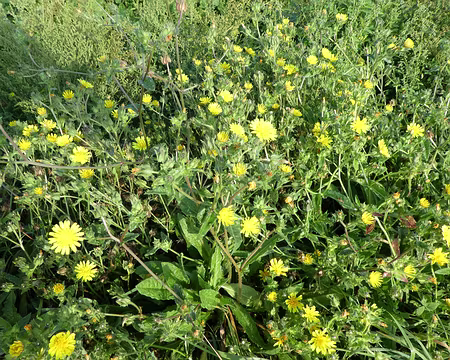 011 Fleurs de picride