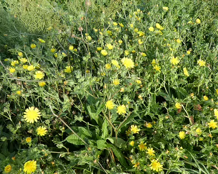 011 Fleurs de picride