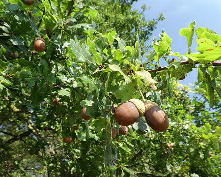 015 Chêne pédonculé