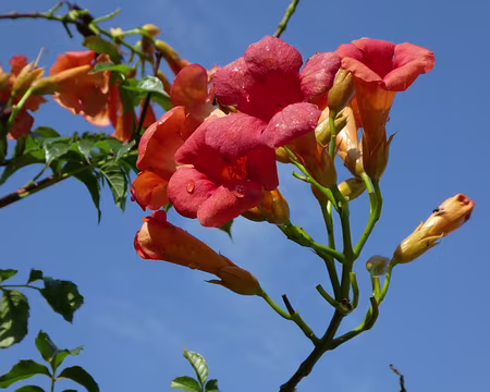 019 Trompettes de Jéricho