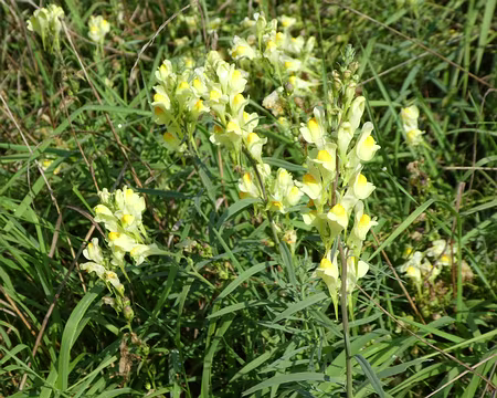 021 Fleurs de linéaire