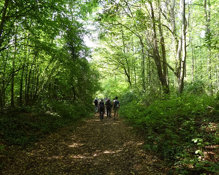 024 Chemin forestier
