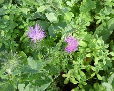 031 Fleurs de chardon