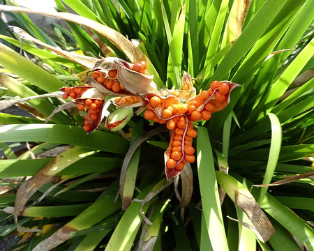 036 Les fruits du lys