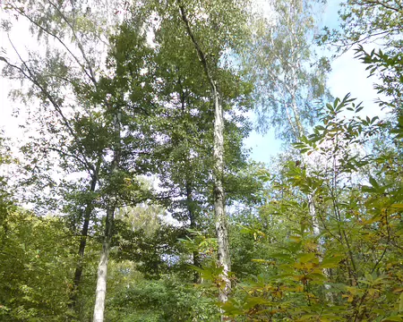 P1130274 Forêt de Montmorency