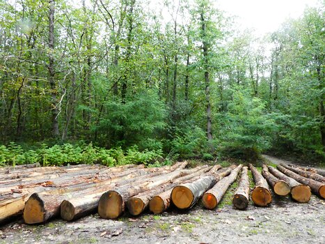 Jocelyne Jocelyne D, détail sortie