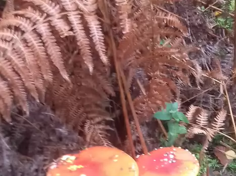 2020-10 Les Essarts-le-Roi