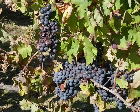 Le bon raisin de table... Le bon raisin...