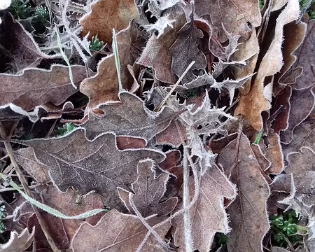 009 Feuilles de chêne