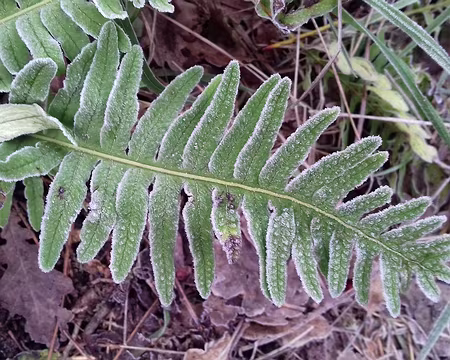 010 Fougère givrée