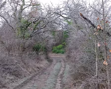 011 Chemin forestier