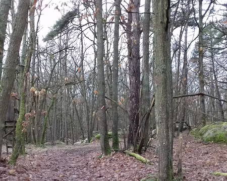 013 La forêt en hiver.