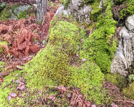 20210131-14h05m49s-PXL_20210131_130549550-V3