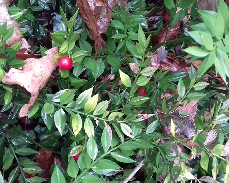 004 Fragon Petit-Houx