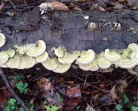 027 Champignons sur bois mort