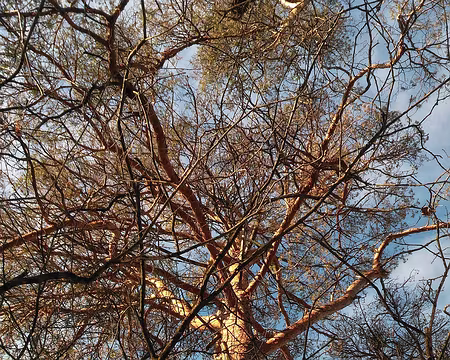 004 Pin sylvestre flamboyant