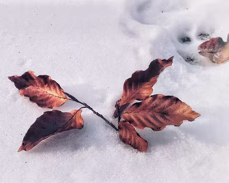 008 Feuillage marcescent du hêtre.