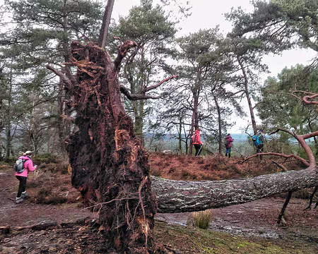 006 Les racines peu profondes sur la platière