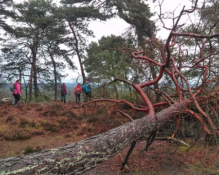 007 La cime orangée du pin sylvestre