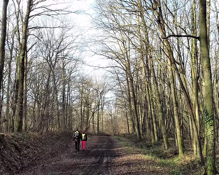 010 La forêt domaniale de Dourdan (1582 ha)