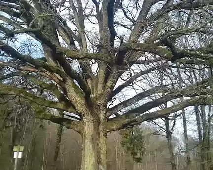 017 Le Chêne de l’Ouÿe, près de l’abbaye, est un chêne pédonculé vieux de 170 ans (hauteur 26 mètres)