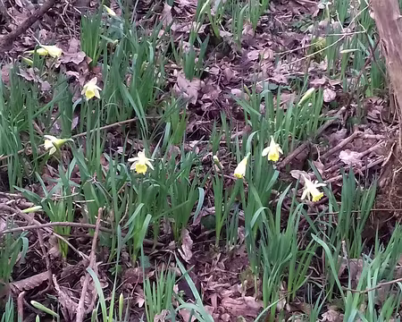 023 Les premières jonquilles