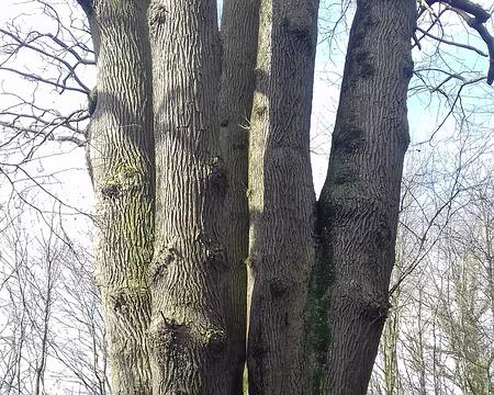 025 Le Chêne des Six Frères (500 ans) est un chêne rouvre à six troncs