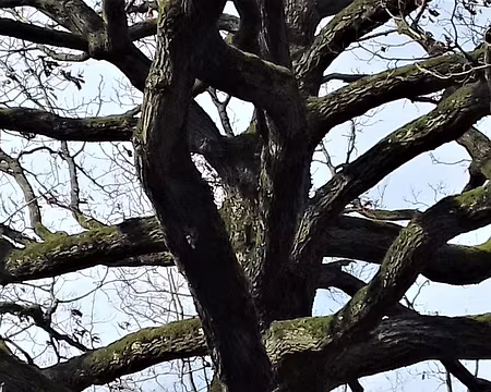 032 Autre chêne remarquable