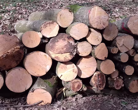 033 La forêt domaniale de Dourdan est gérée par l’ONF
