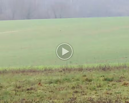 20210207-14h28m07s-PXL_20210207_132807676-V3 chevreuils !