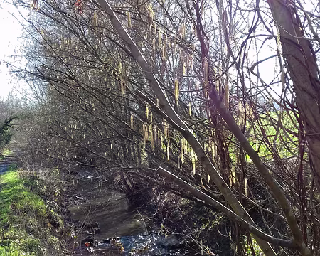 011 Noisetiers au bord du ruisseau