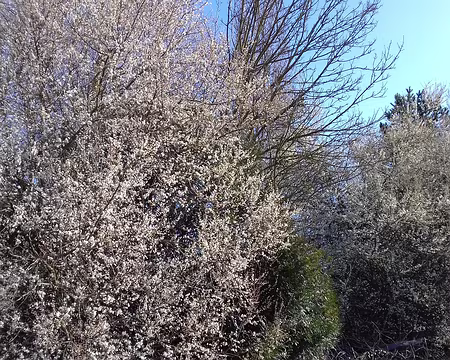 013 Des fleurs à profusion