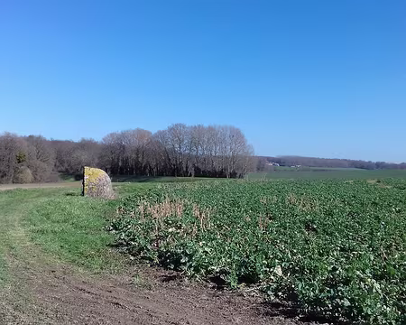027 Paysage agricole et regard