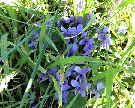 035 Premières violettes