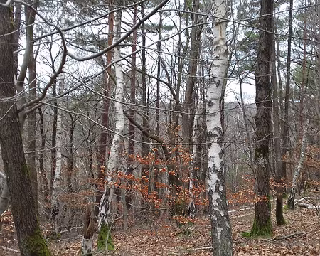 022 Bouleaux et chênes