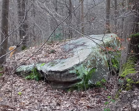 027 Bloc de grès dans la forêt