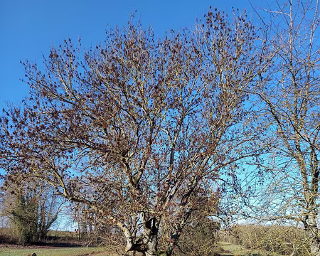 007a Frêne sur l'aqueduc de la Dhuis